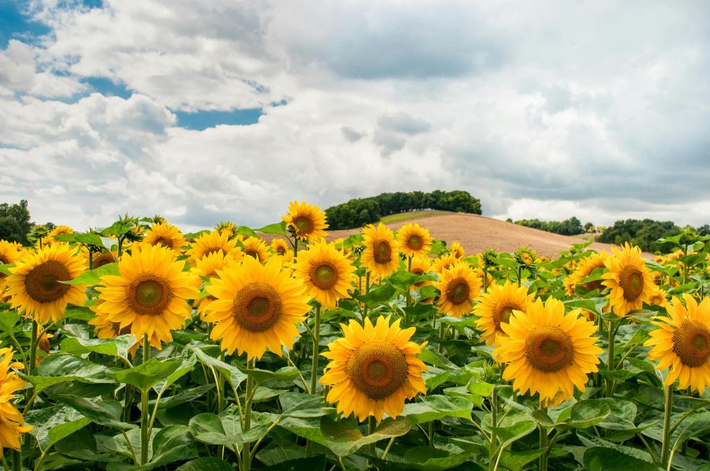 A photo graph of a field of sunflowers. Picture taken by ClickerHappy