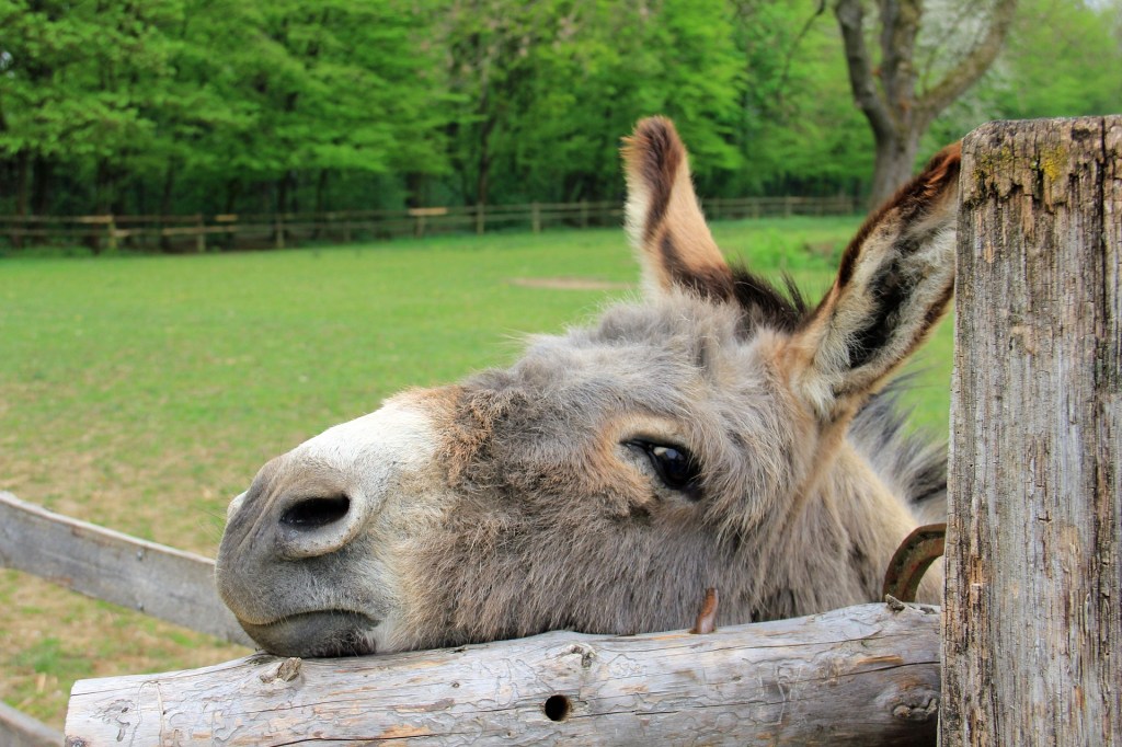 Brown Donkey with its head resting on a fence
