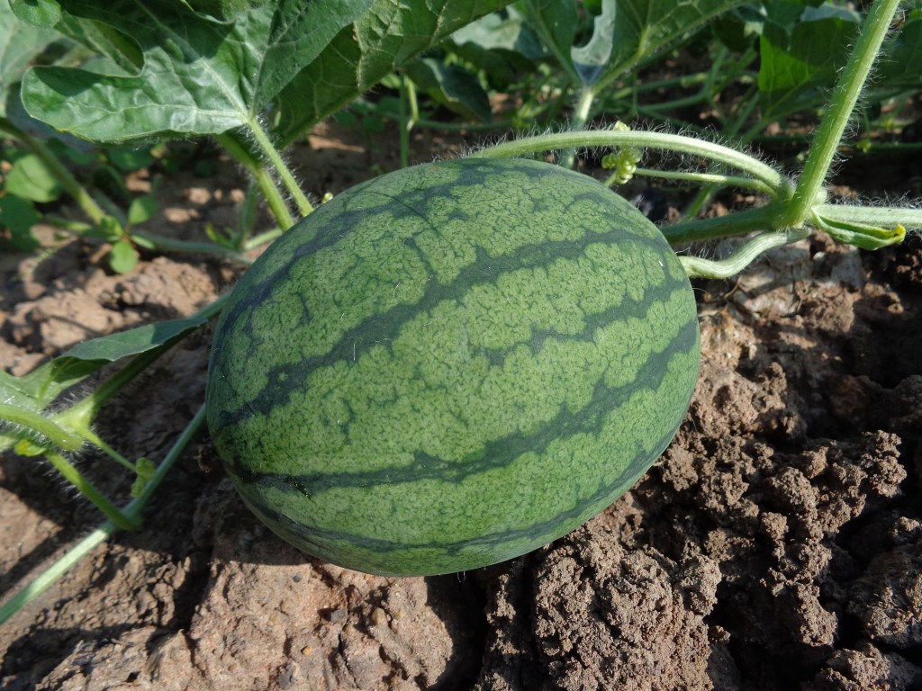 A single watermelon growing in a field